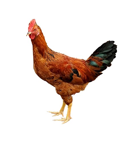 https://techshilpo.com/Admin/imageUpload/uploads/1751894372_Deshi-chicken-2.jpg